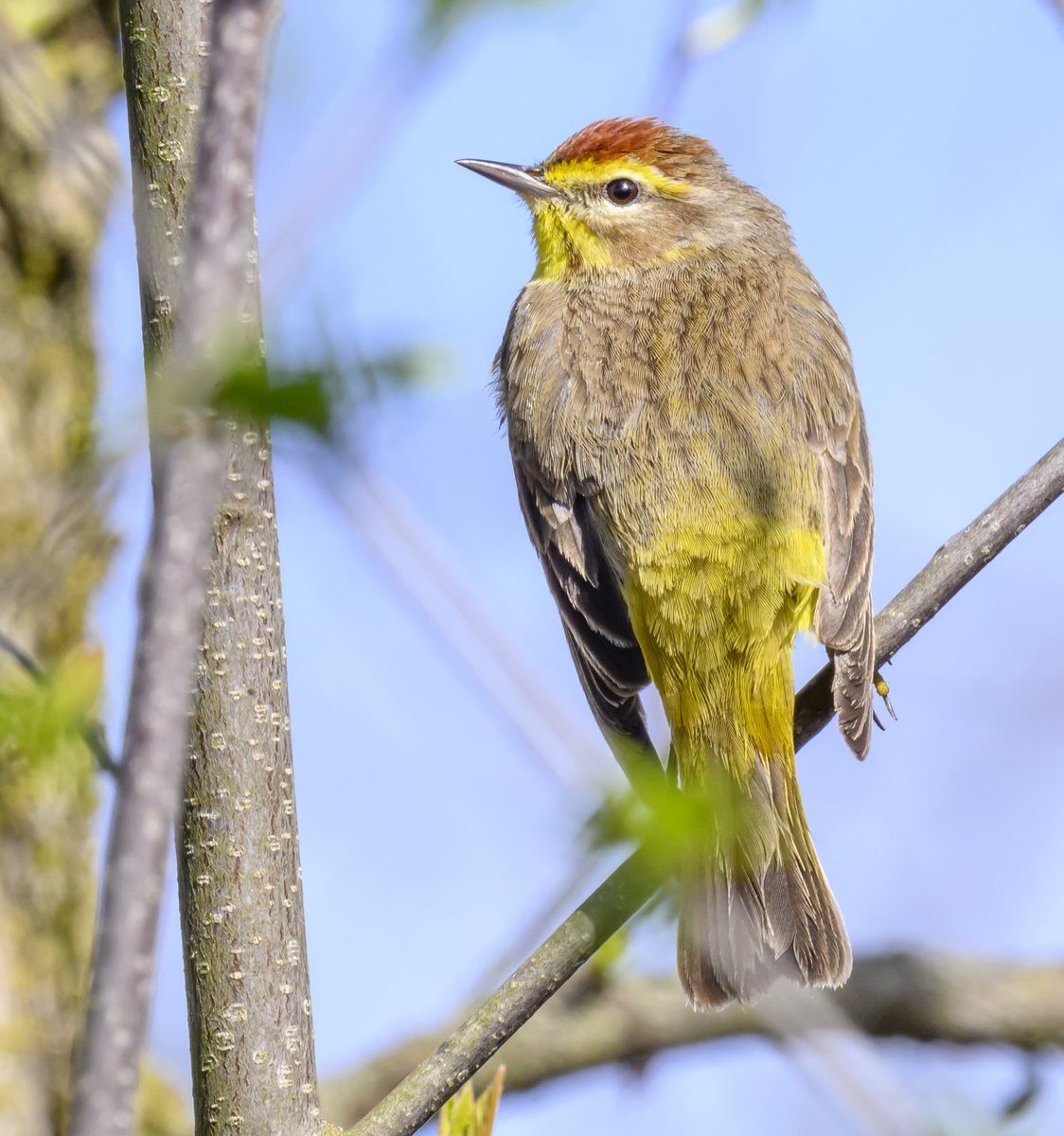 One of the migrating warblers passing through, a Palm Warbler. These warblers wag their tail feathers which I have found to be very helpful in identifying them, especially when the lighting is poor.