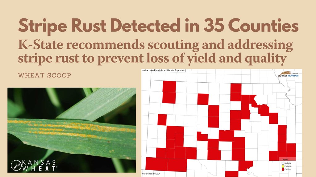 The appearance of stripe rust adds insult to injury to this year’s #wheat crop, but KS growers should scout fields and have a management strategy ready for this yield- and quality-limiting disease. Stripe rust has now been detected in 35 Kansas counties. kswheat.com/striperust24