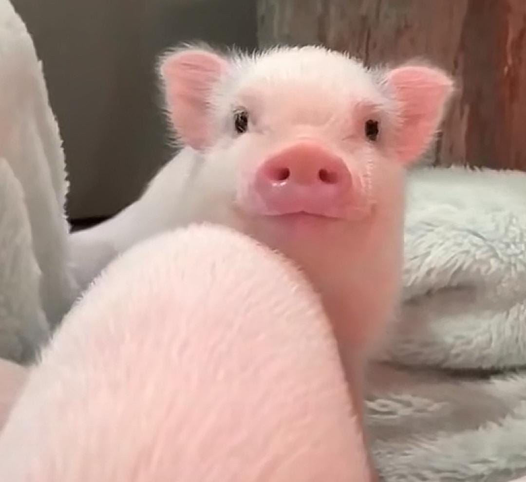 Pagieeeh, hehehe lucu kan,  Kaya siapa coba