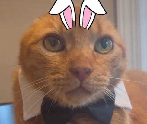 Help Cheddar bob Help other cats like him that are in need of a better life, every donation matters. LIVE donation happening soon, stay TUNED!