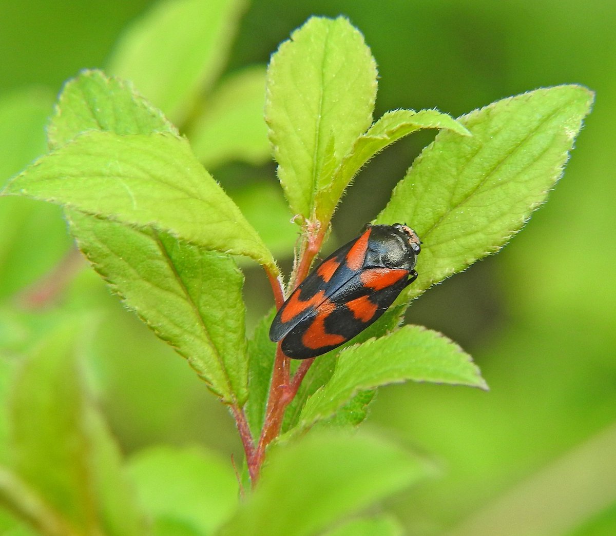 Red-and-Black Froghopper - Cercopis vulnerata
Beautiful little creature 😊
(Whittleford Park, Nuneaton, Warks 6/5/24) 

#insectsuk