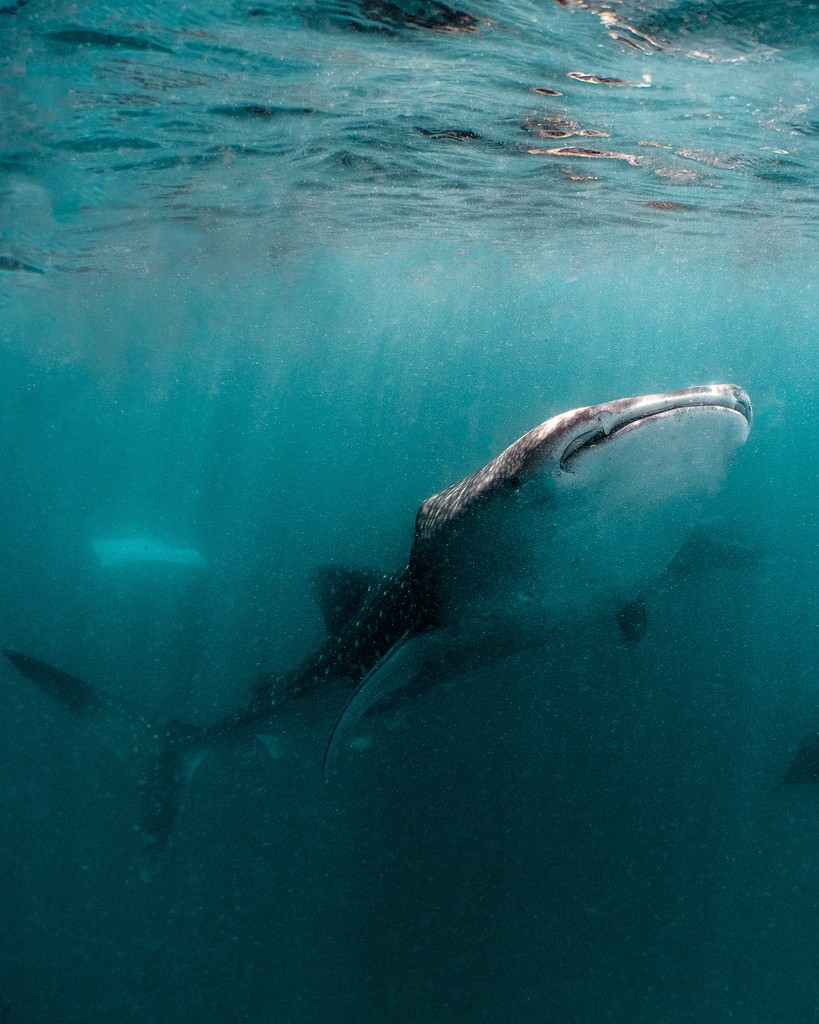 Swim alongside the ocean's most majestic inhabitants! 🐋 ⁠
Visit us during the manta season from June to November for a chance to spot these spotty beauties⁠.⁠
.⁠
.⁠
.⁠
.⁠
.⁠
#UnderwaterParadise #SnorkellingMaldives #Sea