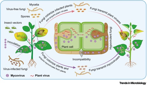 Viruses shuttle between fungi and plants dlvr.it/T6cZwG