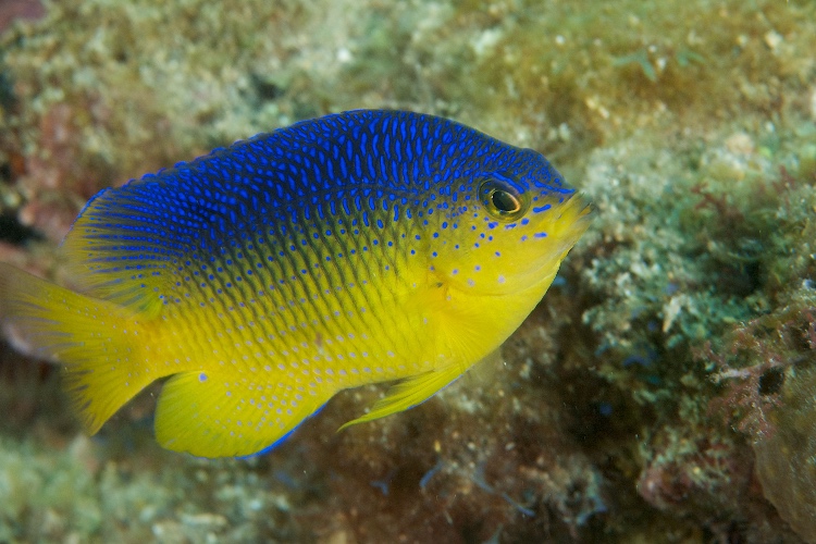 🐠What type of reef fish is this? Test your knowledge with our new quiz! divemagazine.com/quizzes/quiz-c…