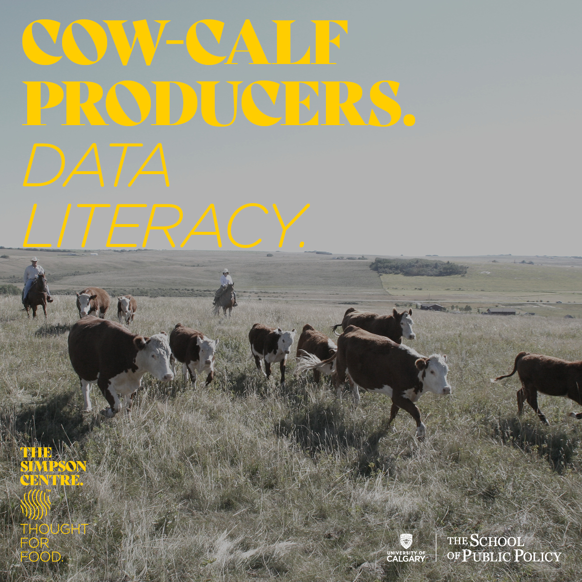 How can data improve the business of cow-calf operations? FREE program with 2 workshops and mentoring from mid-June to late Nov. Open to cow-calf producers aiming to improve productivity & efficiency with better data. Limited space: bit.ly/3wrR5k3 #albertabeef #livestock