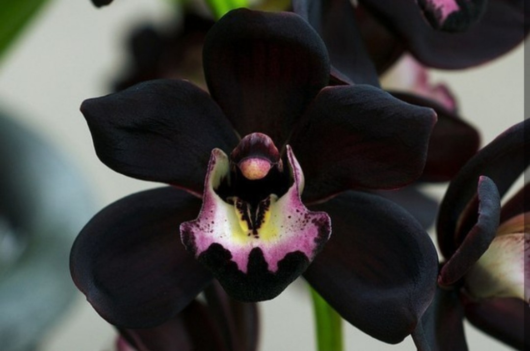 Black Orchid 

#photography #art #floralphotography
