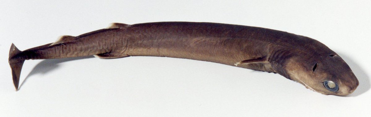 Happy #NameThatShark (#nombraesetiburon) Day! Did you guess this was the cookiecutter shark (tiburón cigarro; Isistius brasiliensis)? You nailed it! #scicomm #comunicaciencia #shark #sharks