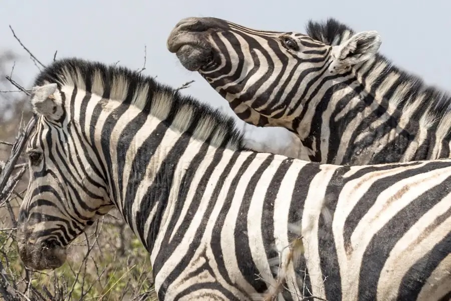 New research from #PrincetonU finds that zebras bob their heads up and down to get attention and coordinate social interactions with their herd: bit.ly/3UAjgFK 🦓