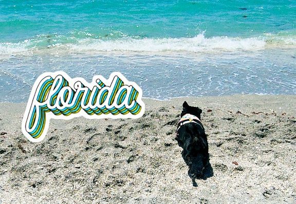 ✨ Welcome to #pugtalk! ✨ Say hi to @chichidog6 who is co-hosting with Chuckit Fetch Medley Balls for 3 winners tonight! 

🩵 Who is here? Where are you from? 🩵

We are Tatum and bosslady from Florida! 🌺🌴🌺