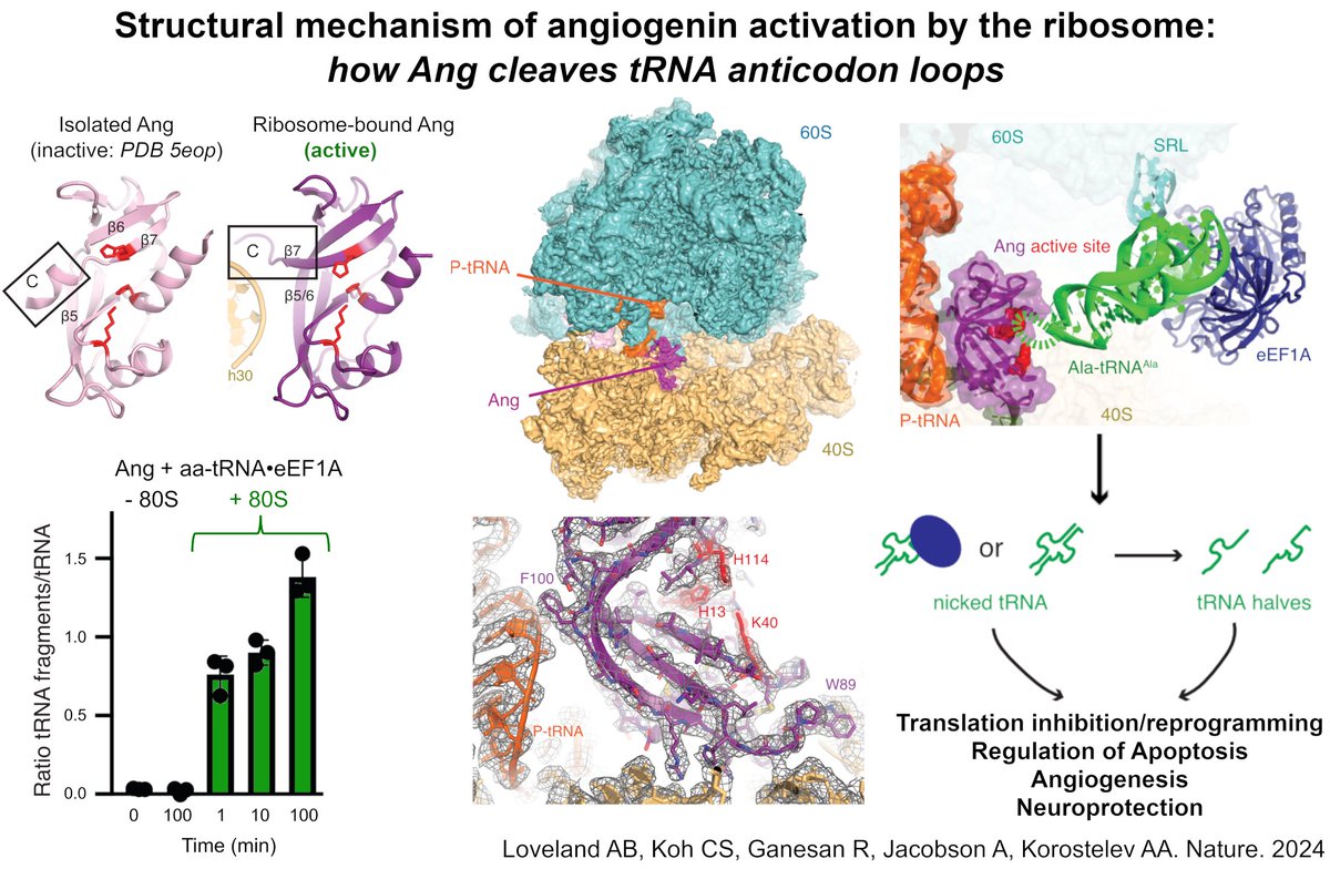 Angiogenin controls angiogenesis (et plus) by nicking tRNAs. But it’s barely active alone. We discovered how 80S ribosome unlocks Ang’s active site and “brings in” tRNAs. Congrats to Anna Loveland and collab. w/@ajplanetearth! nature.com/articles/s4158…