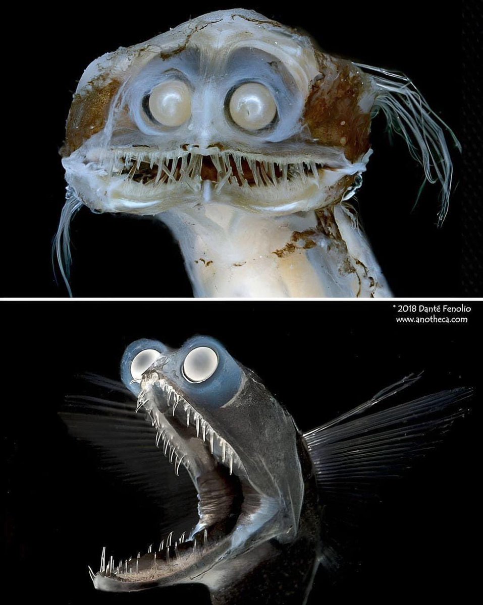 Der Teleskopfisch (Gigantura) ist ein hübscher Fisch aus der Tiefsee
