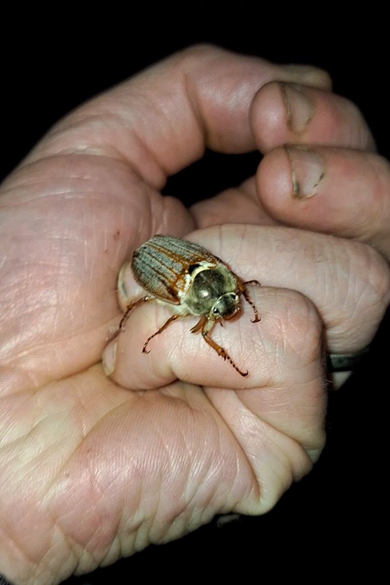 First Cockchafer of the year! One of our biggest beetle species, they also go by the name Maybug. Hopefully see a lot more over the coming weeks. 🪲❤️