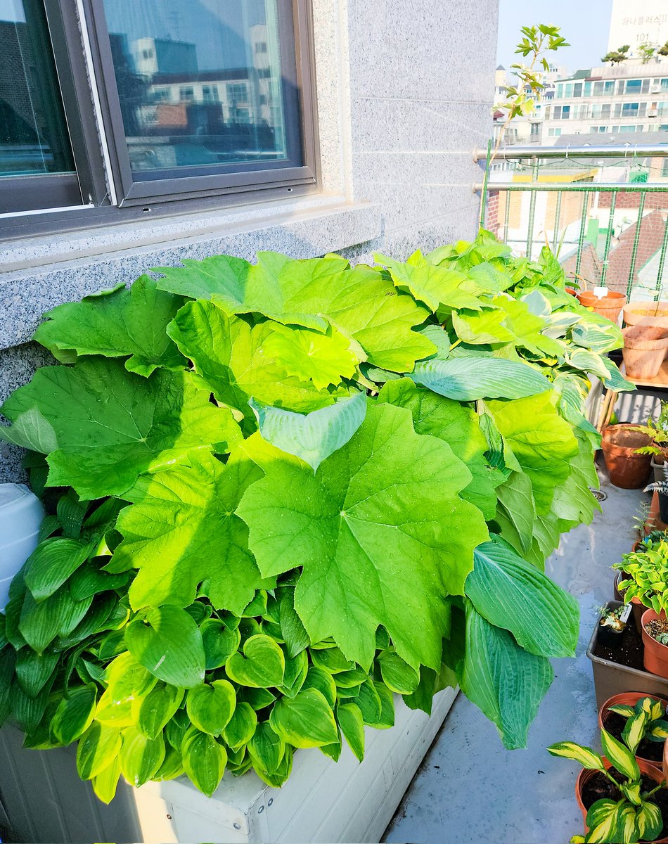 요로결석의요정 tweet media