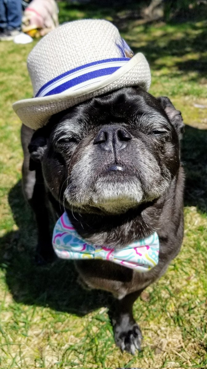 Hello friends. Mister Pemberton here from the coast of Maine 🦞♥️ #pugtalk @ScribblePug @Chichidog6