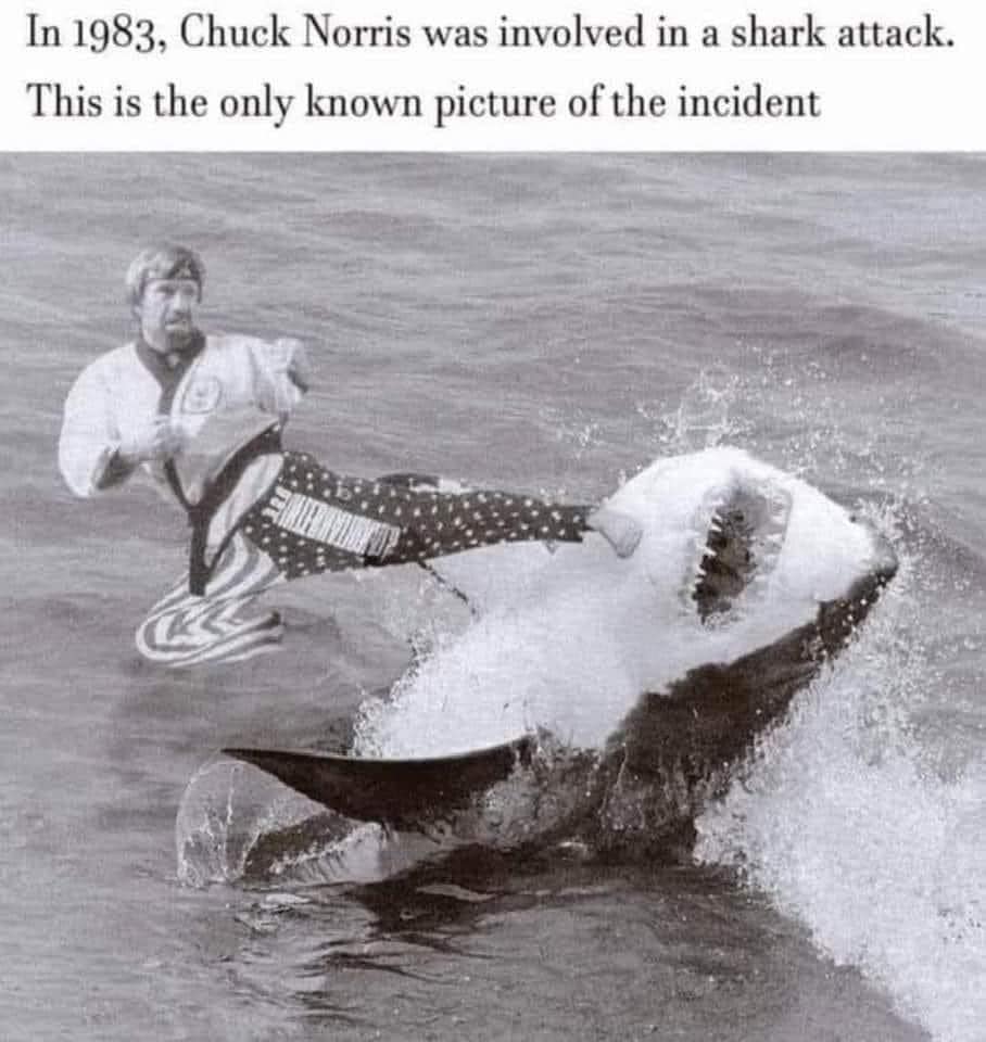 #humour #memes #Chucknorris #SharkAttack