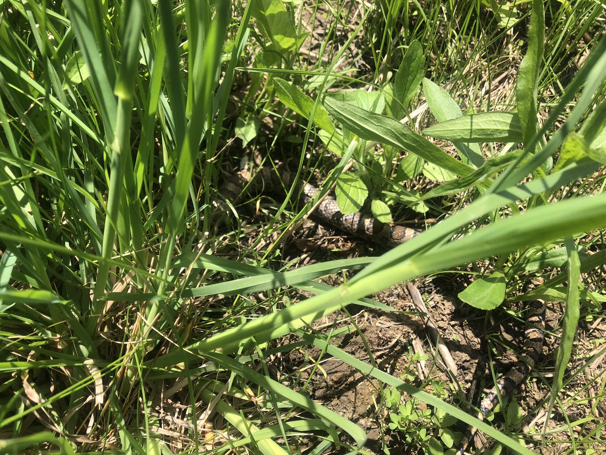 Fun day putting up passive air samplers on tree swallow nest boxes @McMasterU Forest and other sites with @ECCCSciTech! Also spotted my first milk snake this year! 🪺