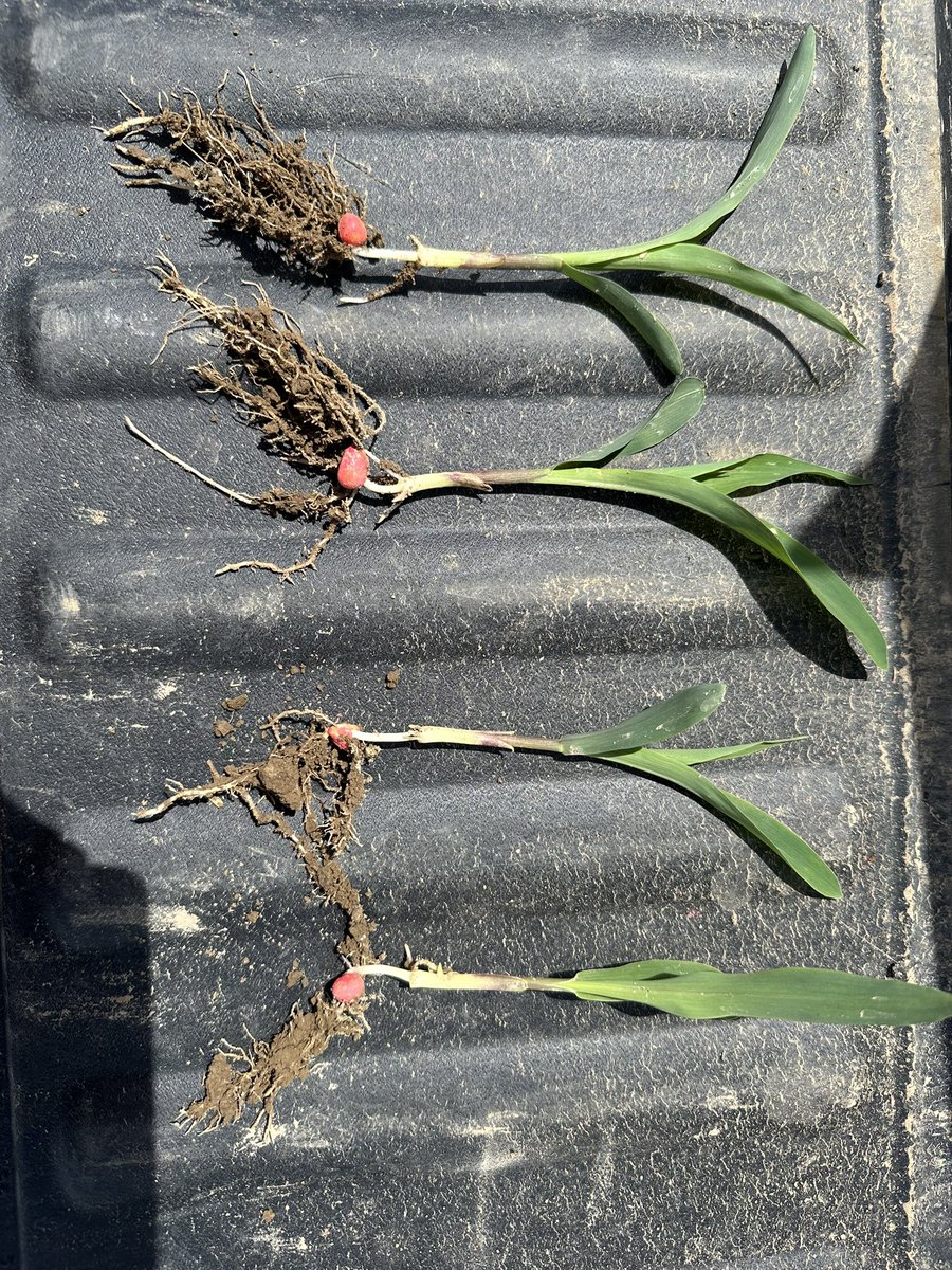 Chet Brunk tweet media