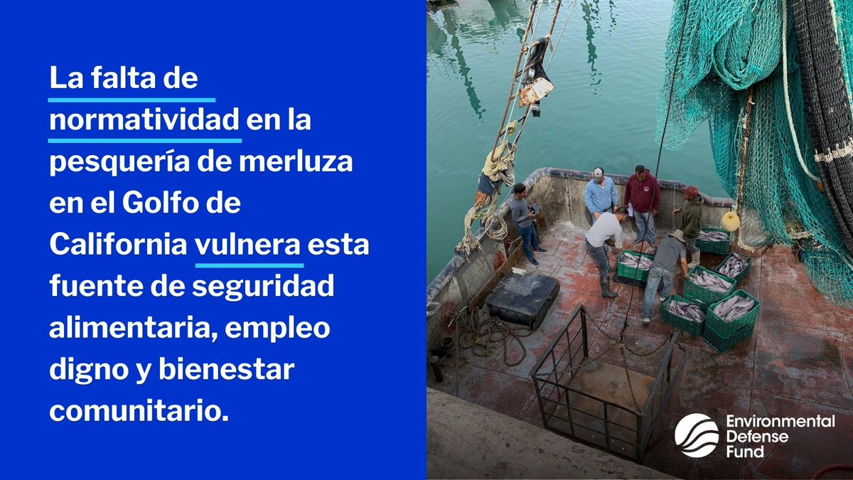 Sin normatividad, la pesquería de #merluza podría desaparecer en algunos años y, junto con ella, el ingreso de comunidades del #GolfoDeCalifornia. Urge establecer una NOM, un Plan de Manejo y un Comité Consultivo Multiactor para asegurar la salud de esta pesquería. @Conapesca