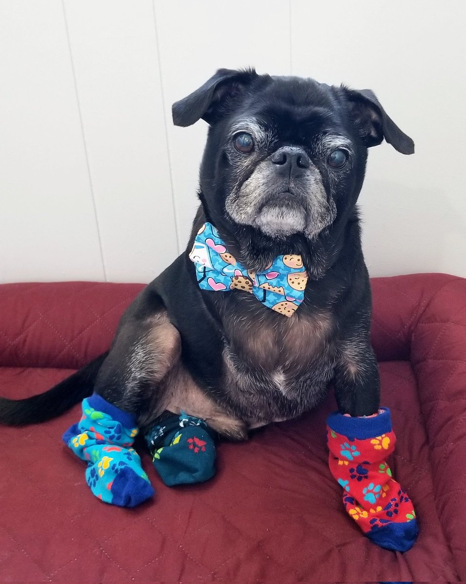 A1...I like to celebrate 'Rock Your Socks' every year for World Down Syndrome Day, in March👊💪💙 #pugtalk @ScribblePug @Chichidog6 #WDSD #puglife