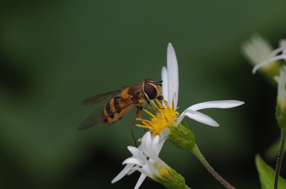 Hoverfly