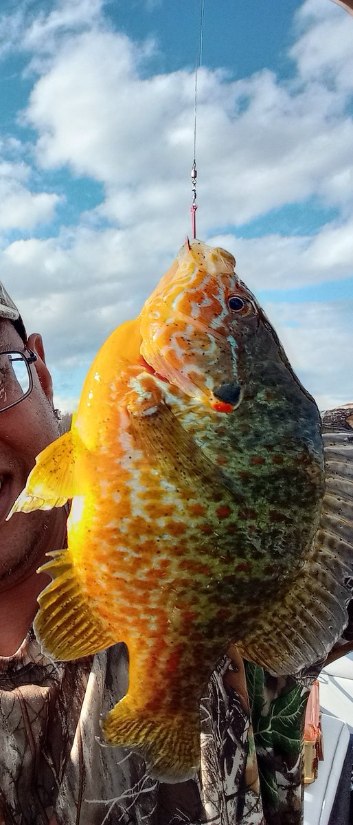 NananVernon's tweet photo. PUMPKIN SEED GILL 💪🏾💯🎣🐟 https://t.co/2dx9pHuugM