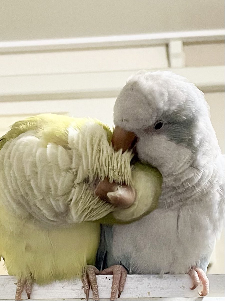 カキカキしてもらってモフ味倍増です😊💕
#オキナインコ
#quaker parakeet