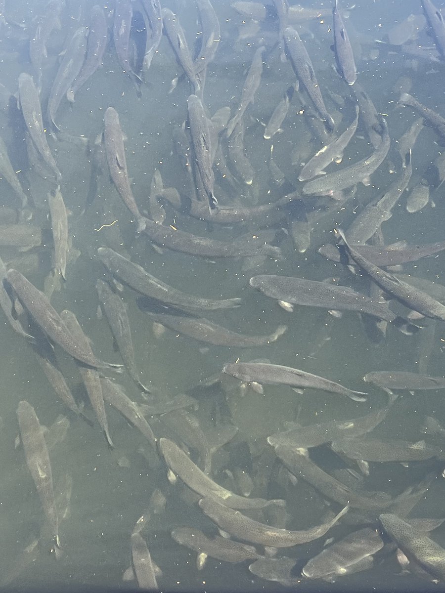 We spent the morning with <a href="/mtshastarotary/">mtshastarotary</a> and <a href="/USFWS/">U.S. Fish and Wildlife Service</a> at Lake Siskiyou Camp Resort getting to release around 850+ trout into Lake Siskiyou!

Learn more about the Rotary Trout Pens at Lake Siskiyou Program: rotarymtshasta.org/recreation