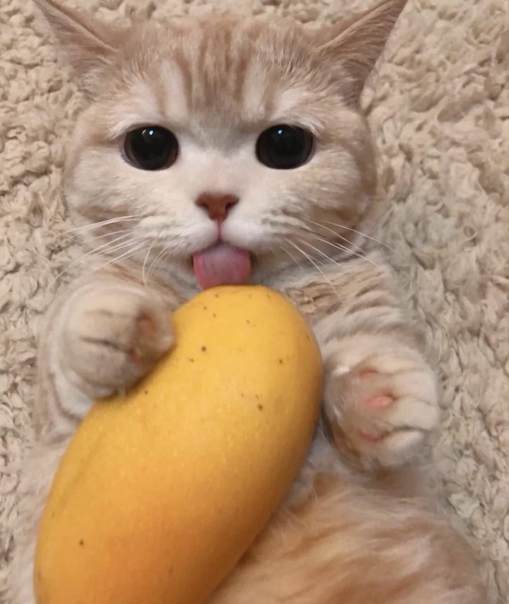 Leaked Picture! Purr! 
$MINGI