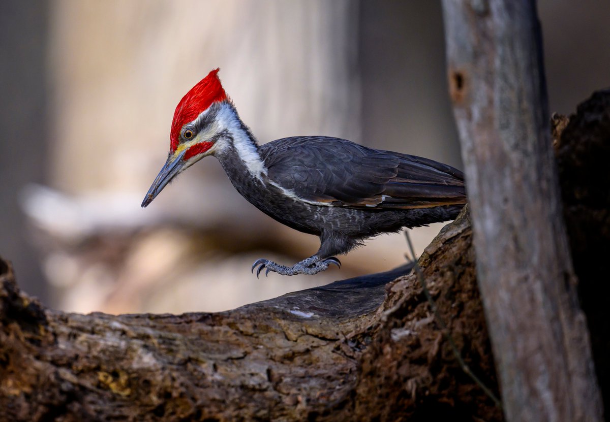A levitating Pileated Woodpecker. He was hopping from log to log, looking for ants.