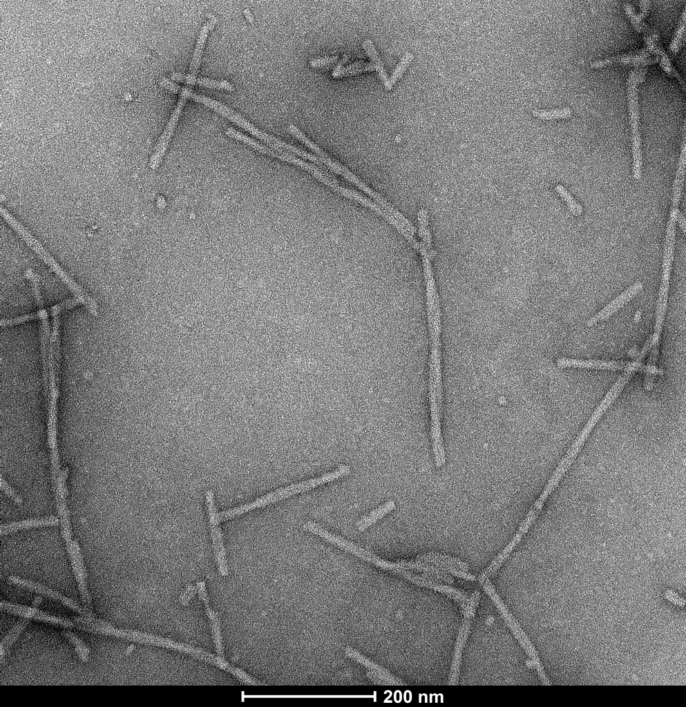 New Product! StressMarq is pleased to launch #AlphaSynuclein Pre-formed Fibrils & Monomers: Biotinylated (C-Terminus) [SPR-508 & SPR-507] to facilitate monitoring & detection via streptavidin-based conjugates.

PFFs🔬 bit.ly/4aP9Dts | Monomers🔍 bit.ly/4aP9Dts