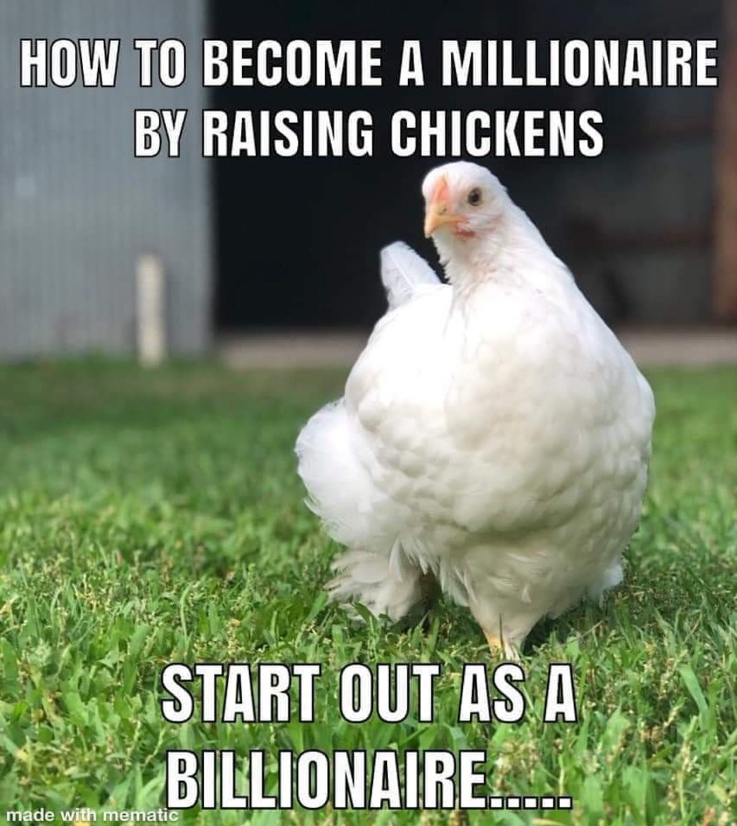That’s all it takes!

#millionaire #billionaire #rich #finance #meme #goose #geese #flock #featheryfinetime #chicken #poultry #hens #eggs #joke #haha #farming #chickens #hilarious #lol #crazychickenlady #crazychickenman #laugh #petchickens #happyhens #animals #farmjokester