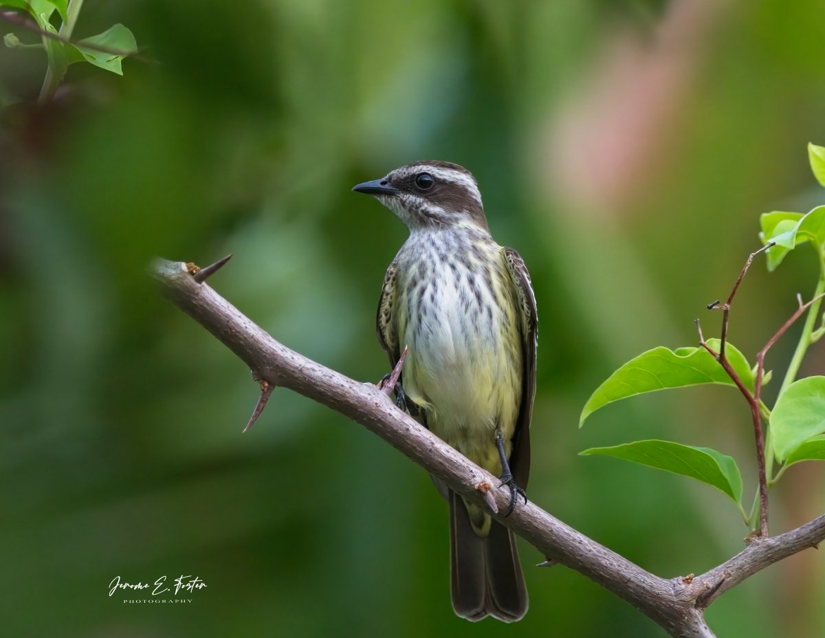 The #Piratic #flycatcher shown here #bears a very close #resemblance to the #Variegated flycatcher I shared yesterday. Can you tell them apart? Gran Couva, #Trinidad. . . . #birdwatching #wildlife #animals #birdphotography #caribbean #BirdsSeenIn2024 #ngphotographerchallenge