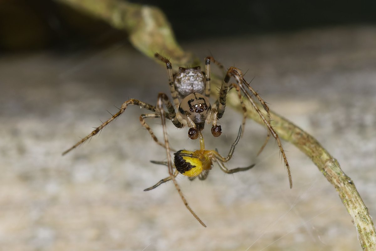 MarkTyrrell66's tweet image. I watch fascinated as this Pirate Spider, Ero aphana, raided a cluster of Araneus diadematus spiderlings. There were two Pirates and both took a spiderling away for consumption. @Britnatureguide @BritishSpiders @UKgardenspiders @Tone_Killick @BBCSpringwatch