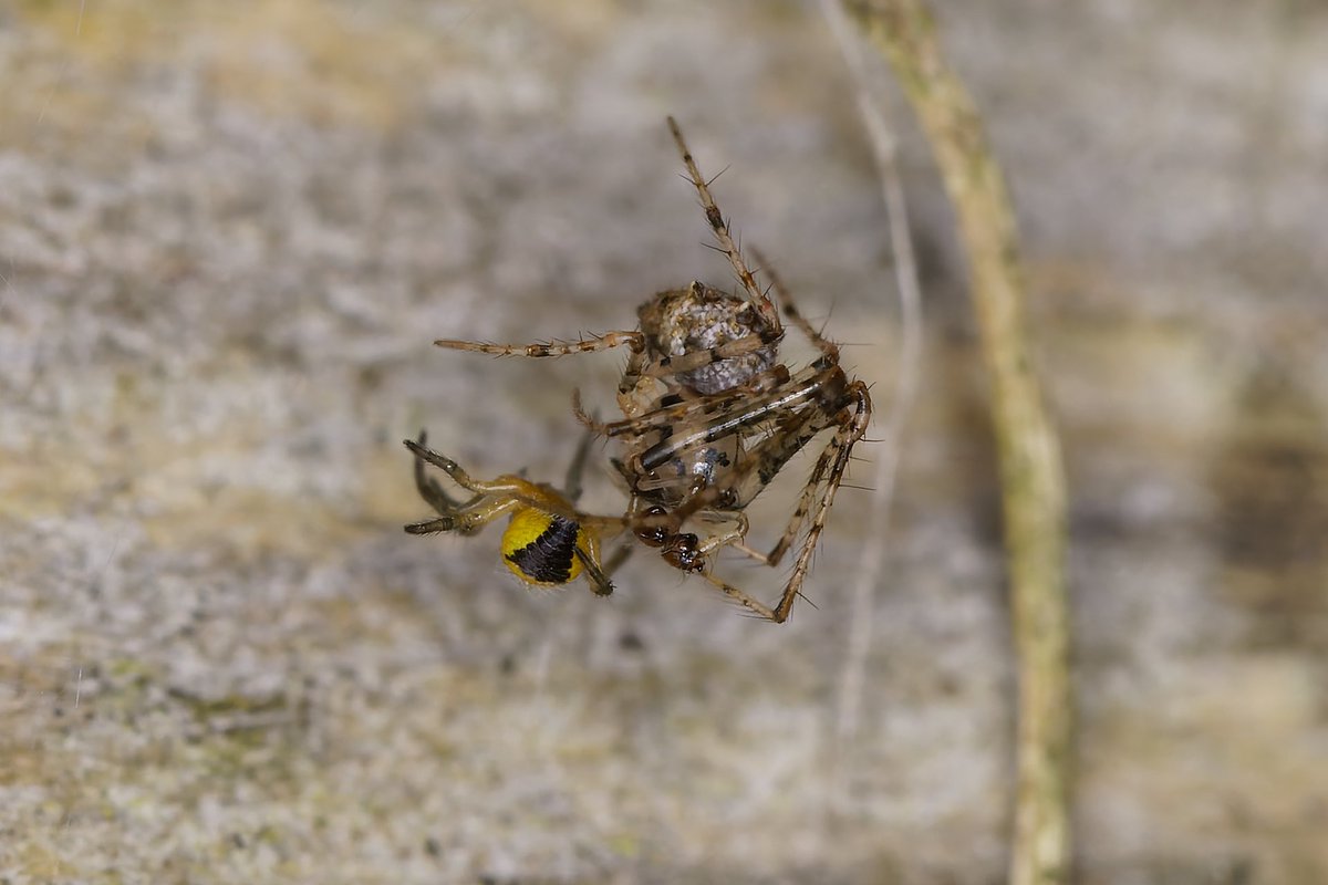 MarkTyrrell66's tweet image. I watch fascinated as this Pirate Spider, Ero aphana, raided a cluster of Araneus diadematus spiderlings. There were two Pirates and both took a spiderling away for consumption. @Britnatureguide @BritishSpiders @UKgardenspiders @Tone_Killick @BBCSpringwatch