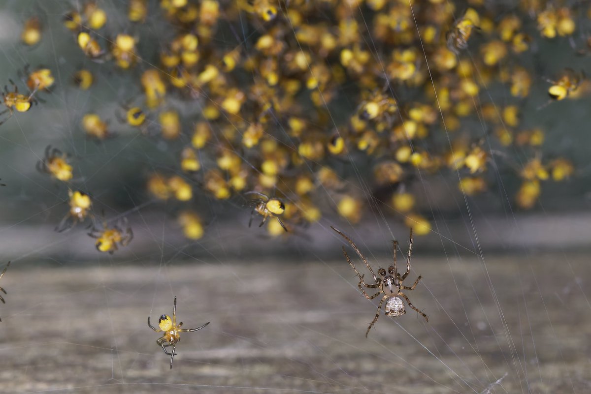 MarkTyrrell66's tweet image. I watch fascinated as this Pirate Spider, Ero aphana, raided a cluster of Araneus diadematus spiderlings. There were two Pirates and both took a spiderling away for consumption. @Britnatureguide @BritishSpiders @UKgardenspiders @Tone_Killick @BBCSpringwatch