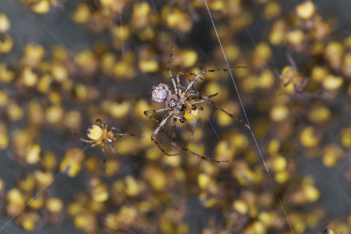 MarkTyrrell66's tweet image. I watch fascinated as this Pirate Spider, Ero aphana, raided a cluster of Araneus diadematus spiderlings. There were two Pirates and both took a spiderling away for consumption. @Britnatureguide @BritishSpiders @UKgardenspiders @Tone_Killick @BBCSpringwatch
