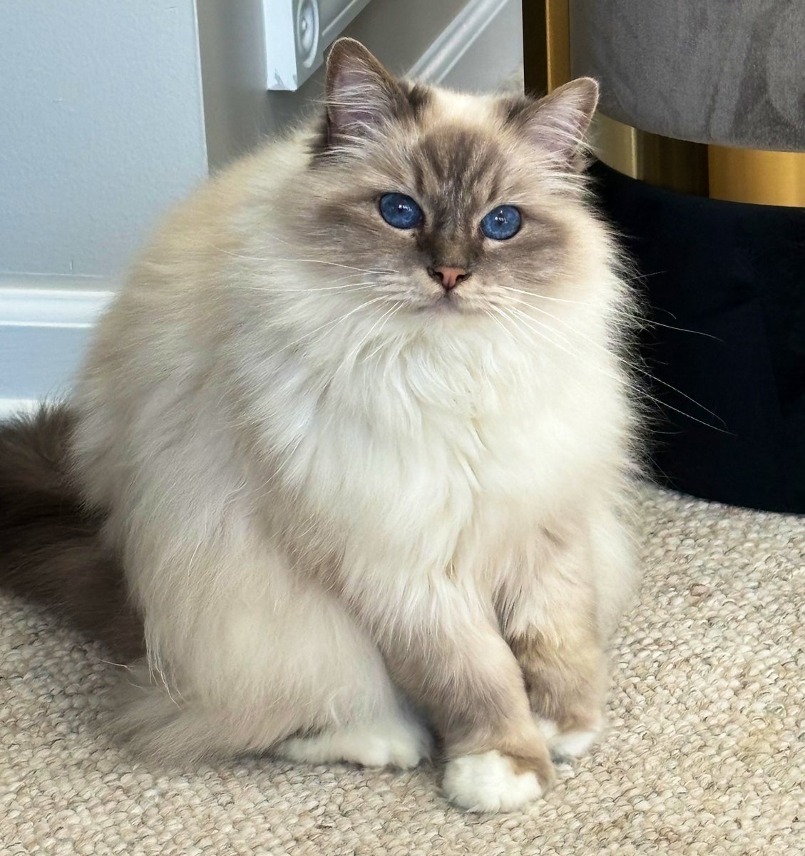 A simple request, just be kind on #WhiskersWednesday and always
♥️😘Ari😘♥️ #CatsOfX