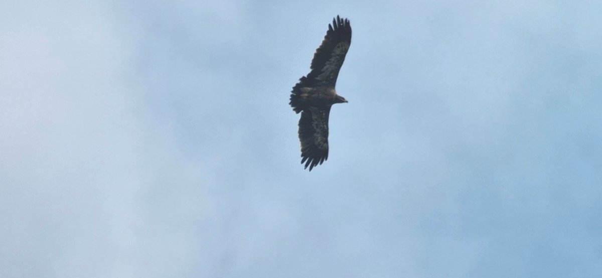 The Steppe Eagle @skagenbirdobs came closer today. Very variable appearance depending on posture and lighting. Also a flock of 7 White Storks, lingering Waxwings and another Pallid Harrier