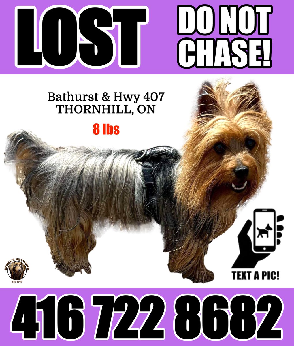 LOST DOG #Bathurst #Hwy407
#ThornHill
If seen, please do not approach, chase or call out! Note the direction of travel, and call/text right away.
Please, do not post sightings online. Missing since May 7, 2024.

#thornhillontario #ontario #yorkregion #vaughan #vaughanontario