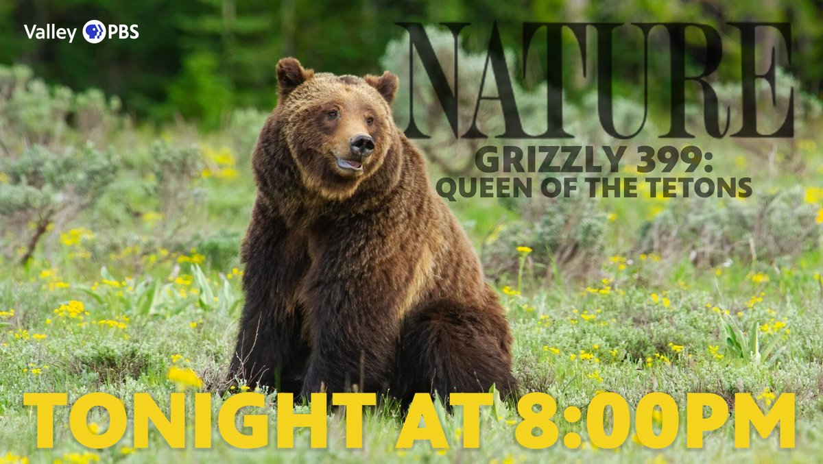 Known only by her research number, Grizzly 399 has been a fixture in Grand Teton National Park since 2007. 399 is raising four new cubs in the face of human encroachment. Tonight at 8:00PM