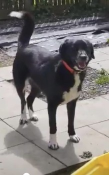 🆘8 MAY 2024 #Lost REINE #ScanMe Black /White Bib And White Feet Cross Breed Female Framfield Road #Buxted #Uckfield #EastSussex #TN22 PLEASE DO NOT CHASE, CALL - VERY NERVOUS. SIGHTINGS PLZ☎️07729 932660 doglost.co.uk/dog-blog.php?d…