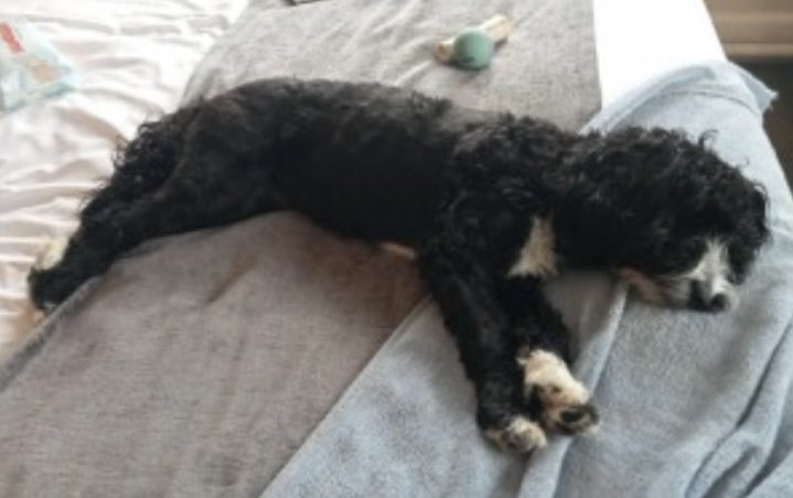 #SpanielHour LILY missing 9/4/24 GREAT HOLLANDS, #Bracknell #RG12 Female/young adult #Cockapoo Black & white CHIPPED Nearly one month - pls lookout TY doglost.co.uk/dog-blog.php?d… @bracknellnews @Bracknelllive @RachaelB100 @thedogfinder @millypod1 @DogLost_UK @pettheftaware