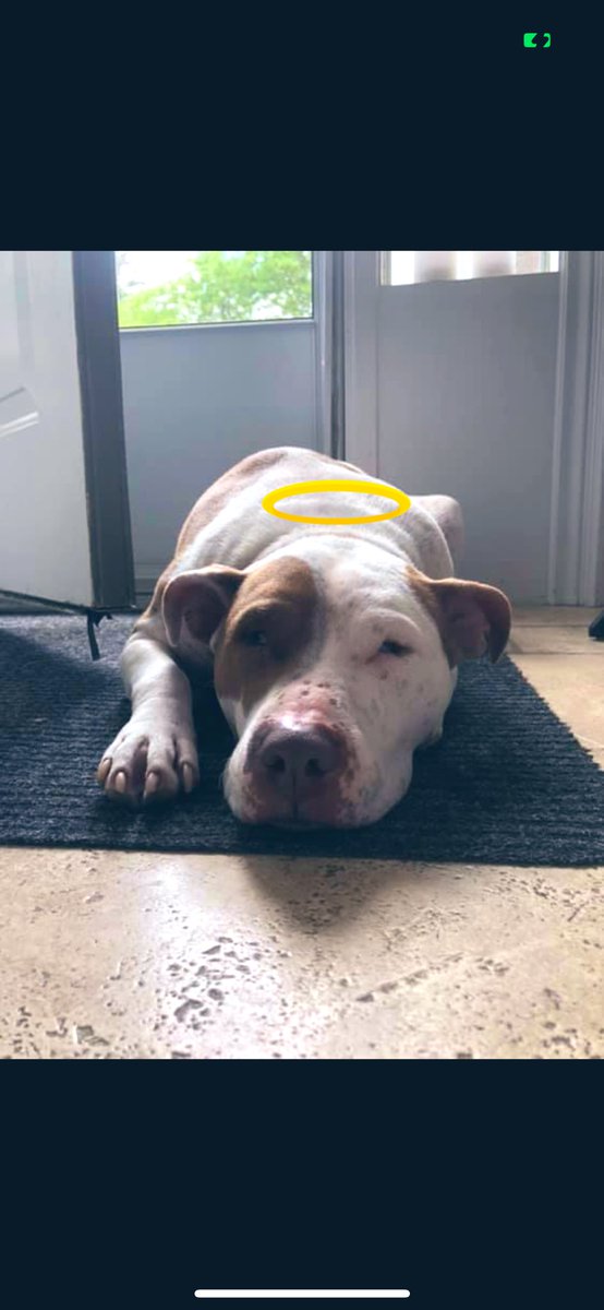 I miss you. ❤️‍🩹🐶🥰 #dogs #dogsoftwitter #endBSL #adoptdontshop #moo