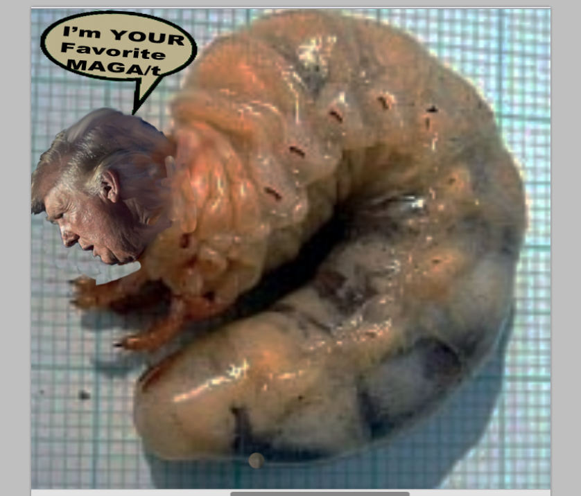 BardOfEarth2's tweet image. Breaking: Identified the #RFKJr2024 #BrainWorm was actually a #MAGA'T.