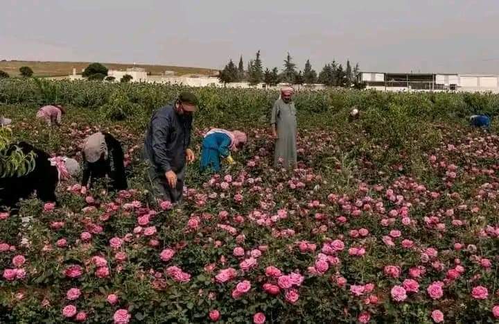 Lawnha0's tweet photo. صور من موسم حصاد ورد الجوري 🥰💗

#بالأخضر_نحليها https://t.co/YTbpnV1saU