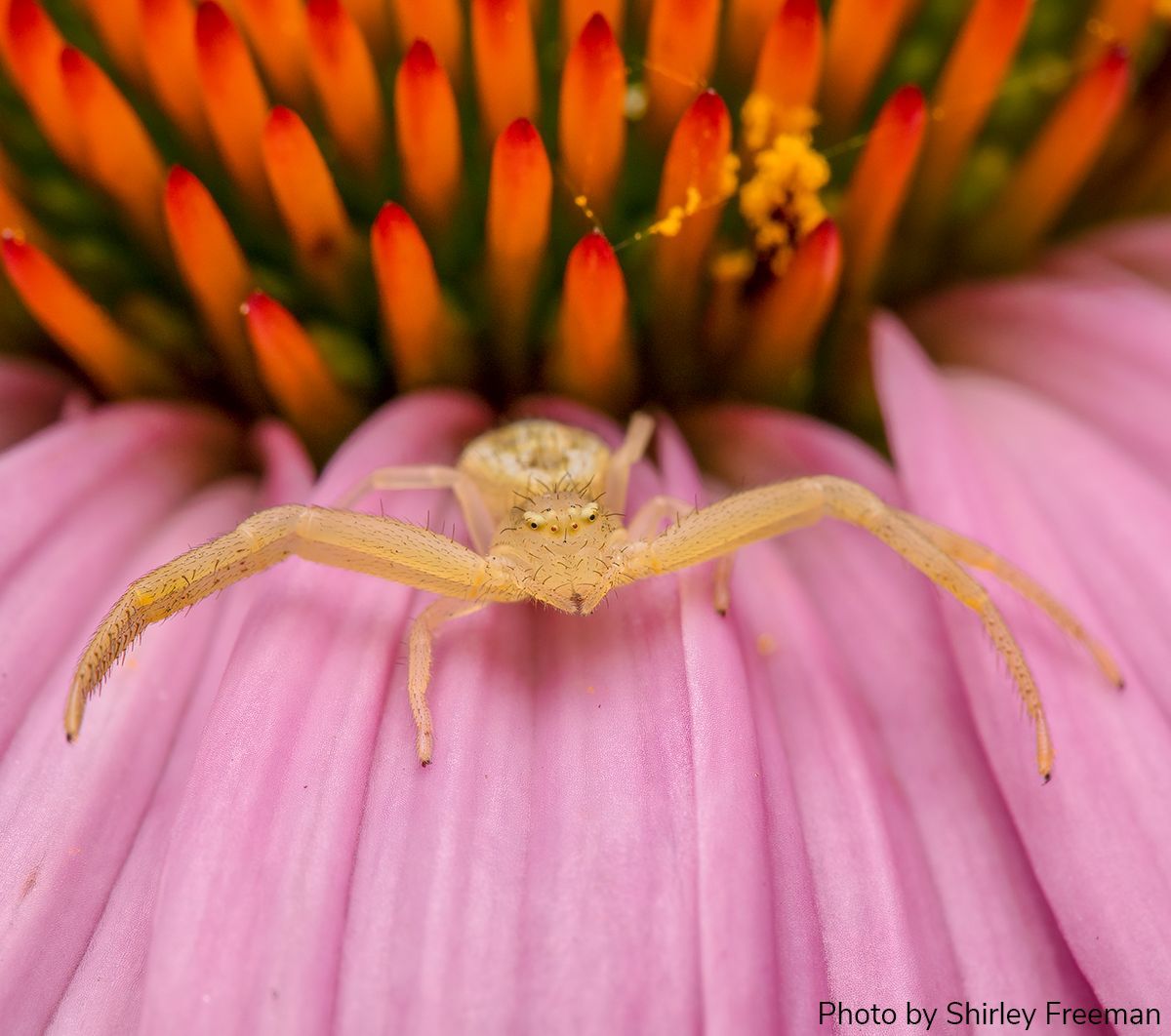 Arthropod Photo of the Week: May 8, 2024 Crab spider Mecaphesa sp. Araneae: Thomisidae By Shirley Freeman, North Carolina, USA #arthropodPOTW