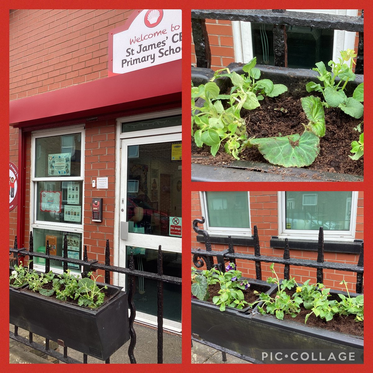 StJamesCEsth's tweet photo. WOW! How lovely does the front of our school look? ❤️ 💐
A huge thank you to @MrsDRobinson74 and Evelyn's nan for doing this for our school. You really have made us all smile today 😊 https://t.co/hkqoDdVgA4