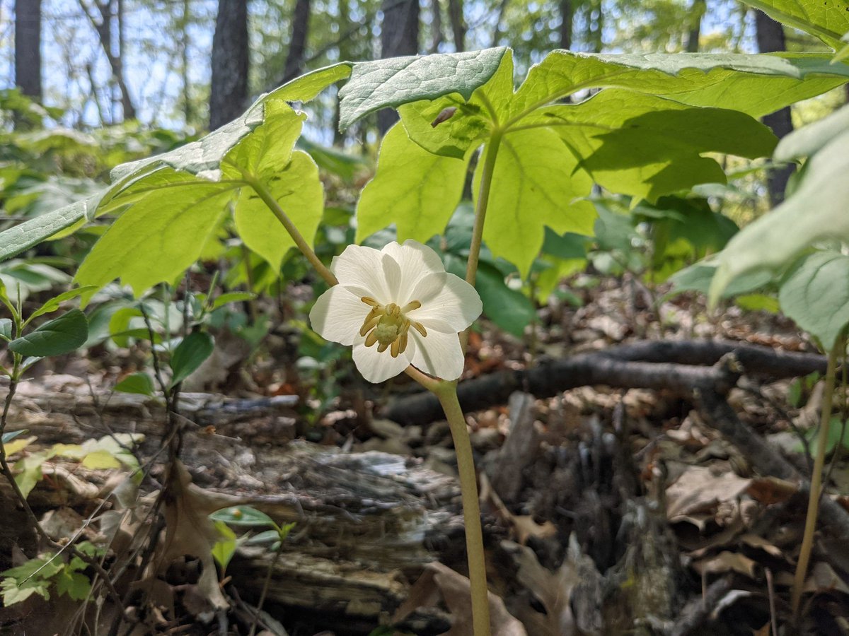 Evening Plant Walk in Waterdown 🌿

Join Nadia Cavallin &amp; Charlie Briggs on a walk to identify spring plants. Some steep sections, rocky sections + possibly wet spots.

📅 Wed May 22, 2024 | 6:30 - 9 PM
📍 McNally Side Trail (Waterdown, ON)
🔗 Register: buff.ly/44ahEHa