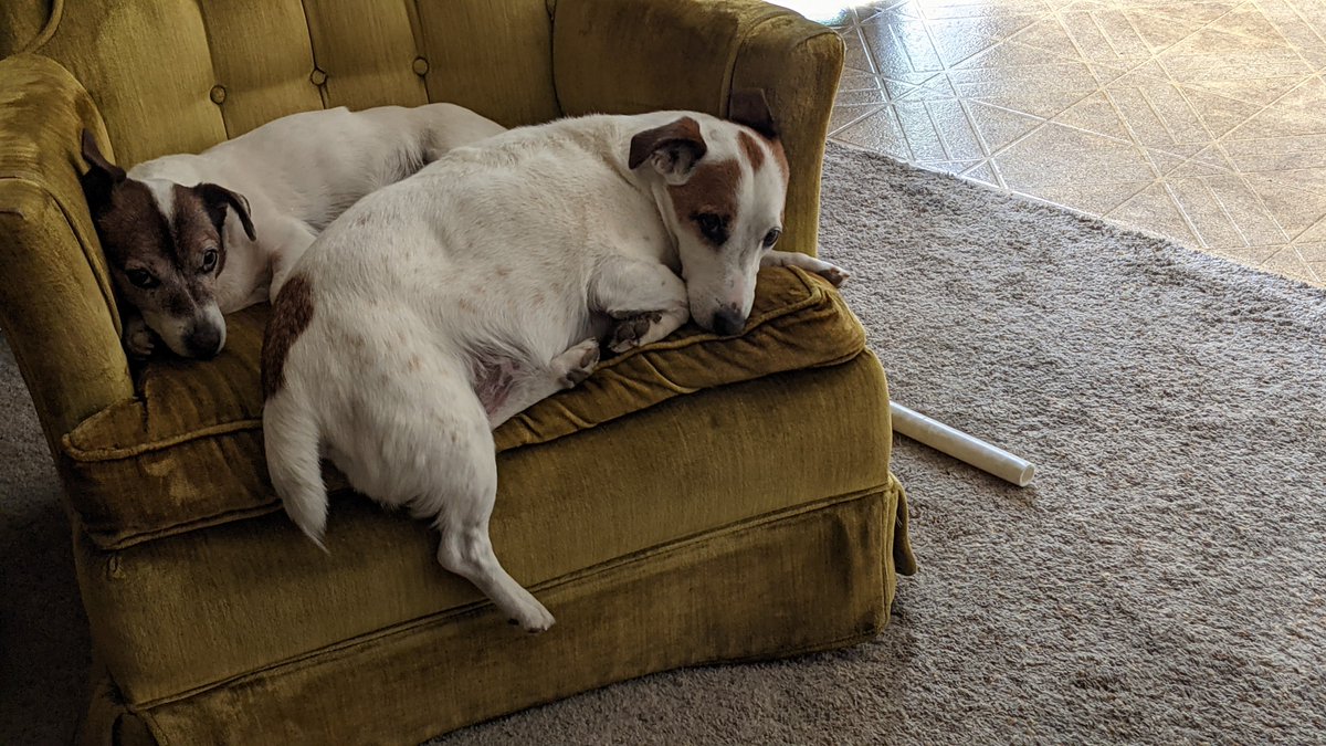 Happy #Wensdogday everyone 🤗🙌🐕🐩 The pic is of Otis & Maggie trying to fit on the doggie chair together 😅🥰🐶