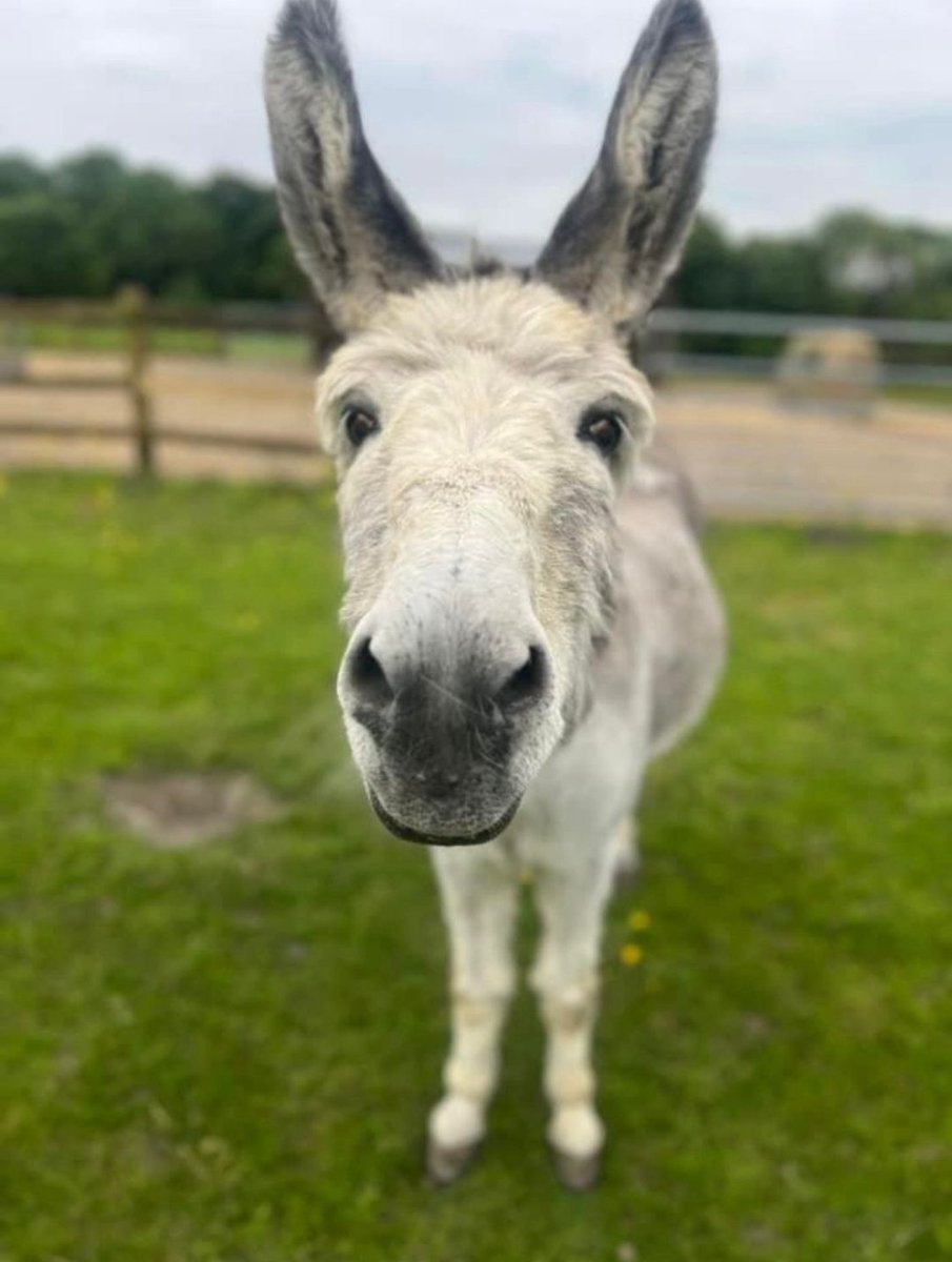 Happy World Donkey Day to all the wonderful donkeys around the world 🌏
Drop by to see our beautiful friendly guys when you're next in Leeds 🫏
#hopepastures #worlddonkeyday #leeds #donkeysanctuary